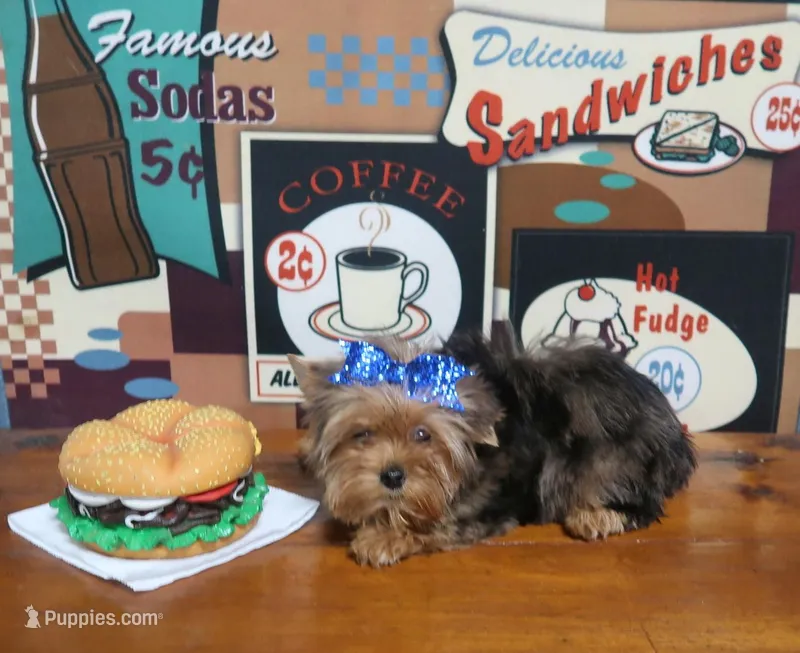 Female Merle, a female Yorkshire Terrier for sale in Springfield, KY – Photo 1 of 1