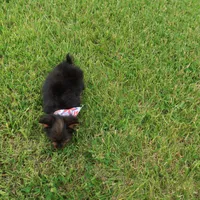 I'm waiting on YOU, a male Yorkshire Terrier for sale in Springfield, KY – 2 of 2
