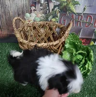 Blk/Wht male, a male Shih Tzu for sale in Springfield, KY – 2 of 2