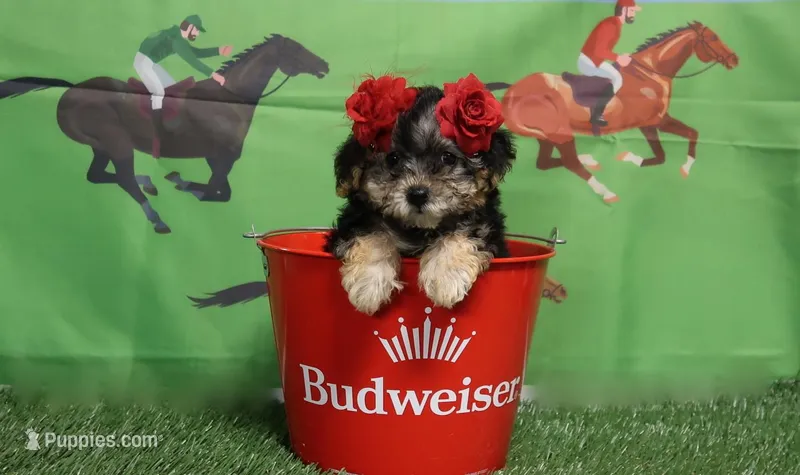 Blk/Tan – Yorkshire Terrier, Poodle - Toy  puppy for sale in Springfield, KY