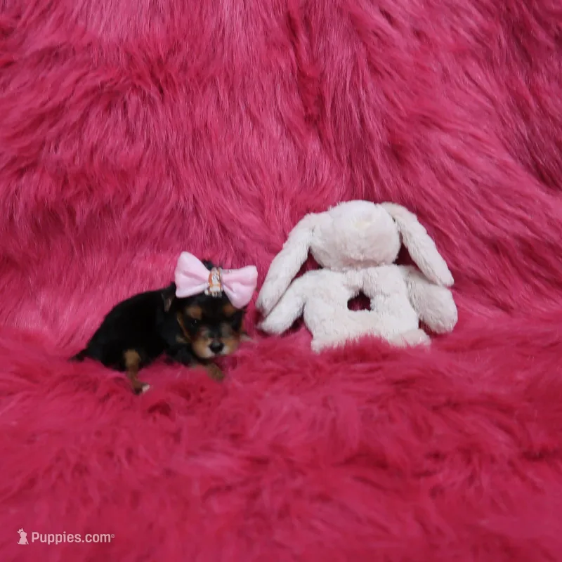 Tiny Covid Female – Yorkshire Terrier puppy for sale in Springfield, KY