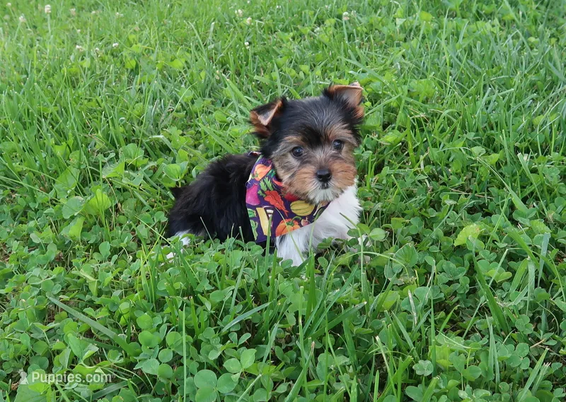 Pati Boy – Yorkshire Terrier puppy for sale in Springfield, KY