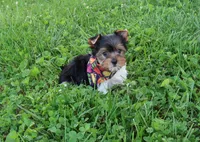 Pati Boy, a male Yorkshire Terrier for sale in Springfield, KY – 1 of 1