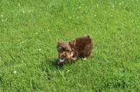 Chocolate Kiss, a female Yorkshire Terrier for sale in Springfield, KY – 3 of 4