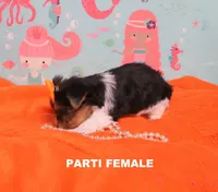 Female Parti, a female Yorkshire Terrier for sale in Springfield, KY – Photo 2 of 2