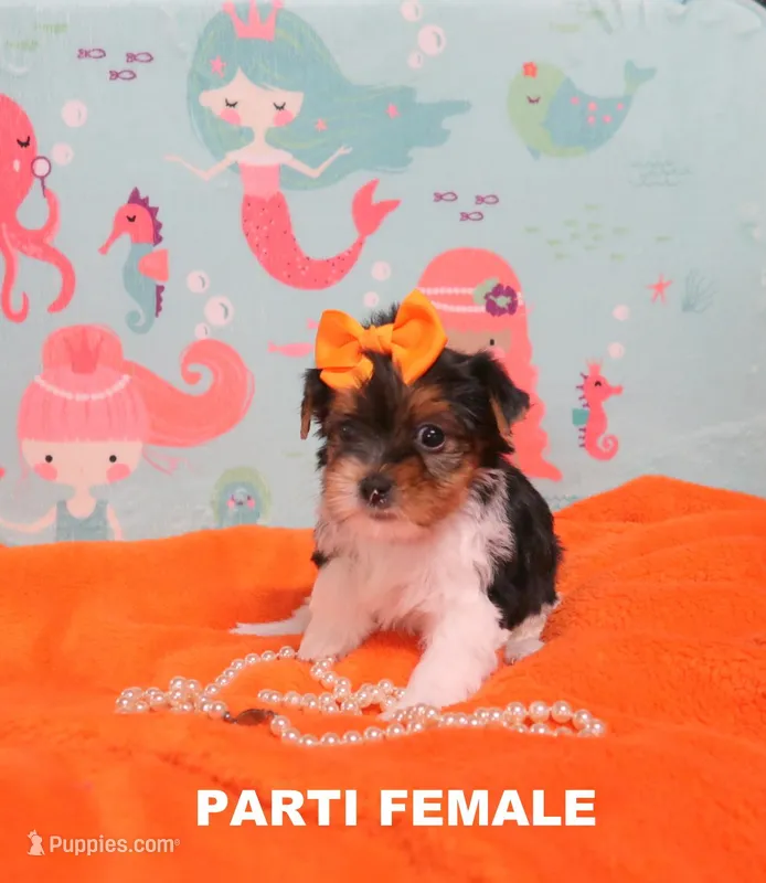 Female Parti, a female Yorkshire Terrier for sale in Springfield, KY – Photo 1 of 2