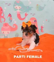 Female Parti, a female Yorkshire Terrier for sale in Springfield, KY – Photo 1 of 2