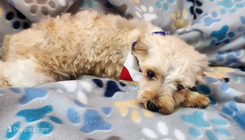 Gold/White Male – Yorkshire Terrier puppy for sale in Springfield, KY