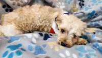 Gold/White Male, a male Yorkshire Terrier for sale in Springfield, KY – 1 of 3