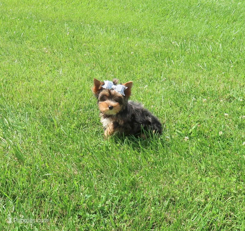 Merle female – Yorkshire Terrier puppy for sale in Springfield, KY