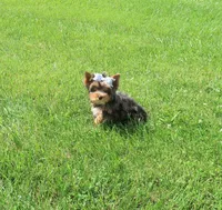 Merle female, a female Yorkshire Terrier for sale in Springfield, KY – 1 of 3
