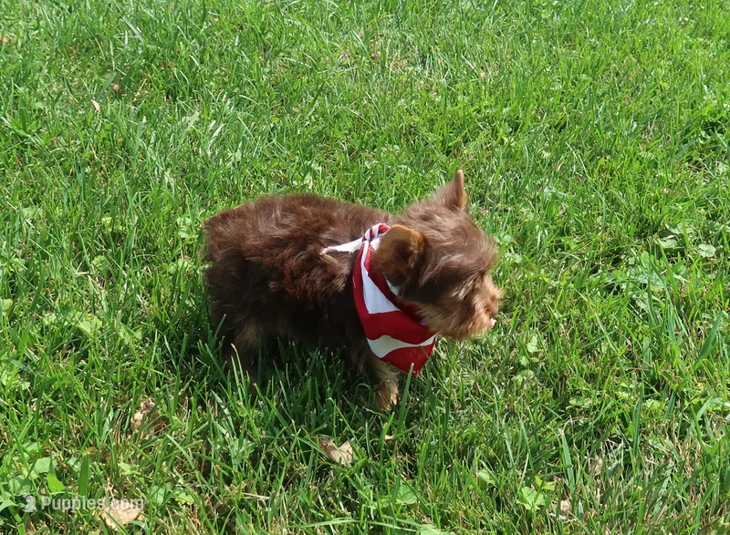 Chocolate Kiss – Yorkshire Terrier puppy for sale in Springfield, KY