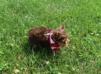 Chocolate Kiss, a female Yorkshire Terrier for sale in Springfield, KY – 1 of 4