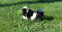 Blk/Wht Female, a female Shih Tzu for sale in Springfield, KY – 2 of 3