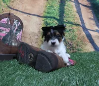 Esther Female, a female Yorkshire Terrier for sale in Springfield, KY – 1 of 1