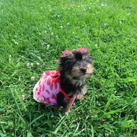 Merle Bloodline, a female Yorkshire Terrier for sale in Springfield, KY – 2 of 3