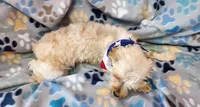 Gold/White Male, a male Yorkshire Terrier for sale in Springfield, KY – 3 of 3