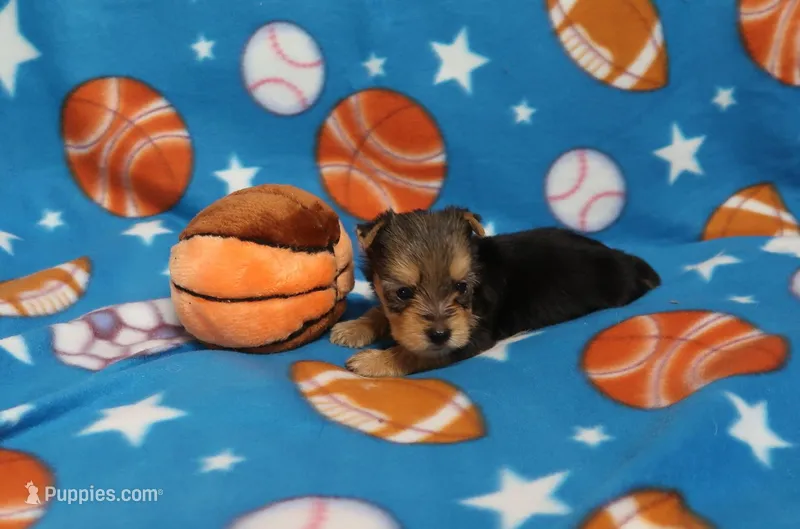 Covids Male – Yorkshire Terrier puppy for sale in Springfield, KY