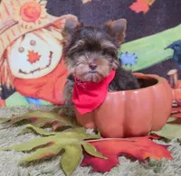 Tiny Chocolate Boy, a male Yorkshire Terrier for sale in Springfield, KY – 1 of 1