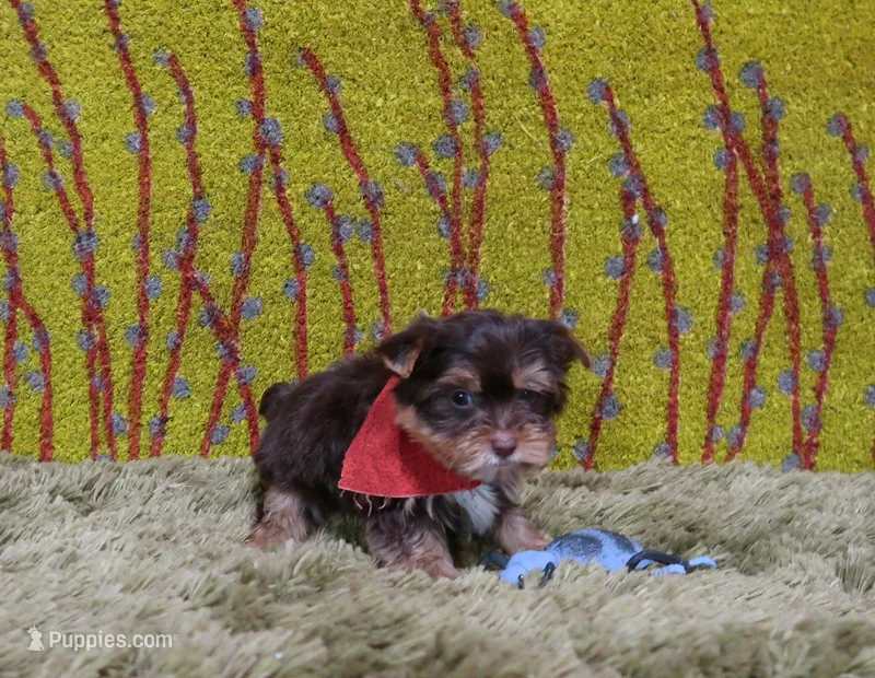 Mercy Chocolate Male – Yorkshire Terrier puppy for sale in Springfield, KY