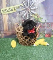 Black Male, a male Yorkipoo for sale in Springfield, KY – 1 of 1