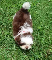 Chocolate/White, a male Shih Tzu for sale in Springfield, KY – 1 of 2