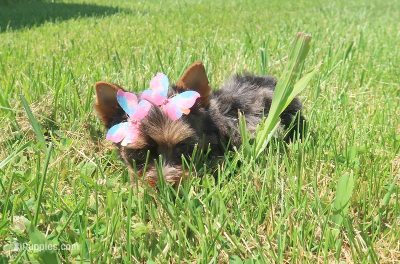 Blue Merle – Yorkshire Terrier puppy for sale in Springfield, KY
