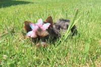 Blue Merle, a female Yorkshire Terrier for sale in Springfield, KY – 1 of 1