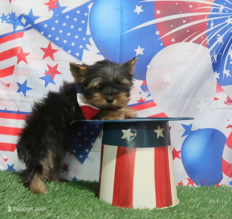 Toy Size Male – Yorkshire Terrier puppy for sale in Springfield, KY