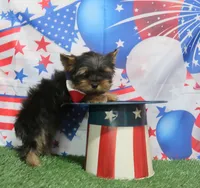 Toy Size Male, a male Yorkshire Terrier for sale in Springfield, KY – 1 of 1