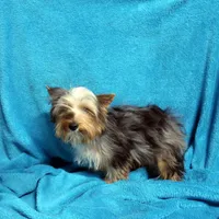 RARE Blue Merle Male, a male Yorkshire Terrier for sale in Springfield, KY – Photo 1 of 5