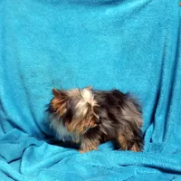 RARE Blue Merle Male, a male Yorkshire Terrier for sale in Springfield, KY – Photo 3 of 5