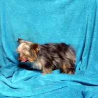 RARE Blue Merle Male, a male Yorkshire Terrier for sale in Springfield, KY – Photo 5 of 5