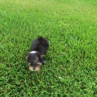 Pick me up!, a male Yorkshire Terrier for sale in Springfield, KY – 2 of 2