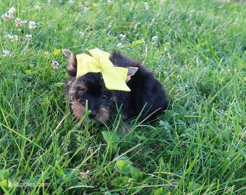 Female Deal – Yorkshire Terrier puppy for sale in Springfield, KY