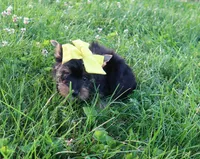 Female Deal, a female Yorkshire Terrier for sale in Springfield, KY – 1 of 1