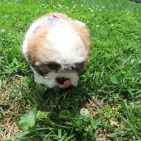 Light Tri colored, a male Shih Tzu for sale in Springfield, KY – 1 of 2
