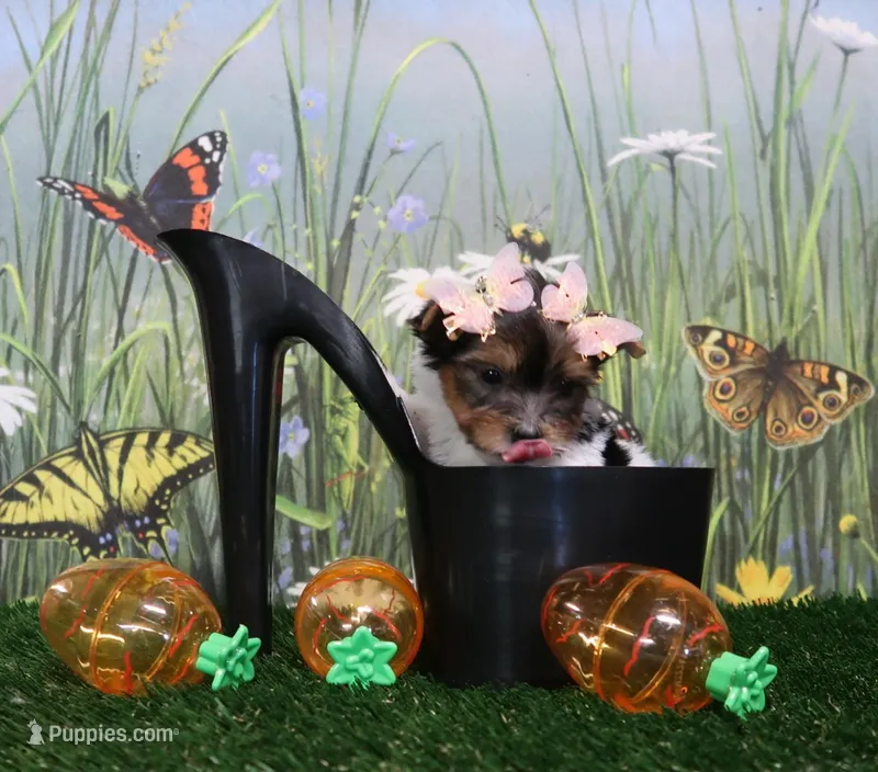 Tiny Parti female – Yorkshire Terrier puppy for sale in Springfield, KY