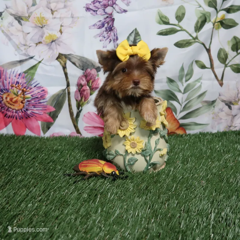 Chocolate Kiss – Yorkshire Terrier puppy for sale in Springfield, KY