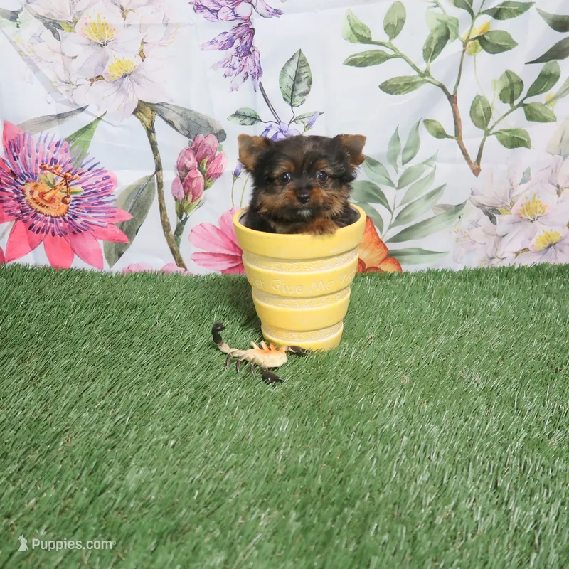 Toy Time – Yorkshire Terrier puppy for sale in Springfield, KY