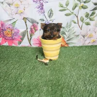 Toy Time, a male Yorkshire Terrier for sale in Springfield, KY – 1 of 1