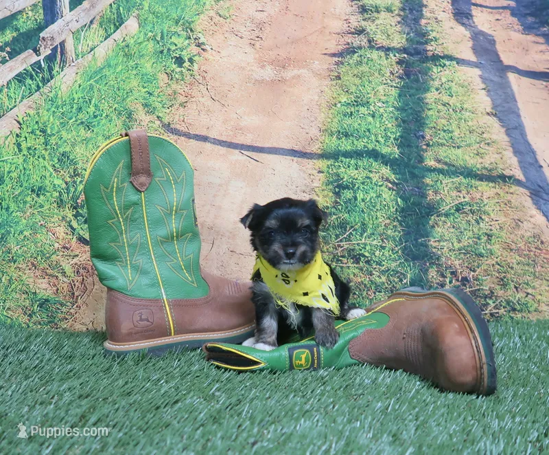 Esther Male #1 – Yorkshire Terrier puppy for sale in Springfield, KY