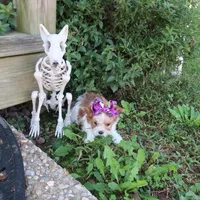 Tiny Gold and White Female, a female Yorkshire Terrier for sale in Springfield, KY – 1 of 1