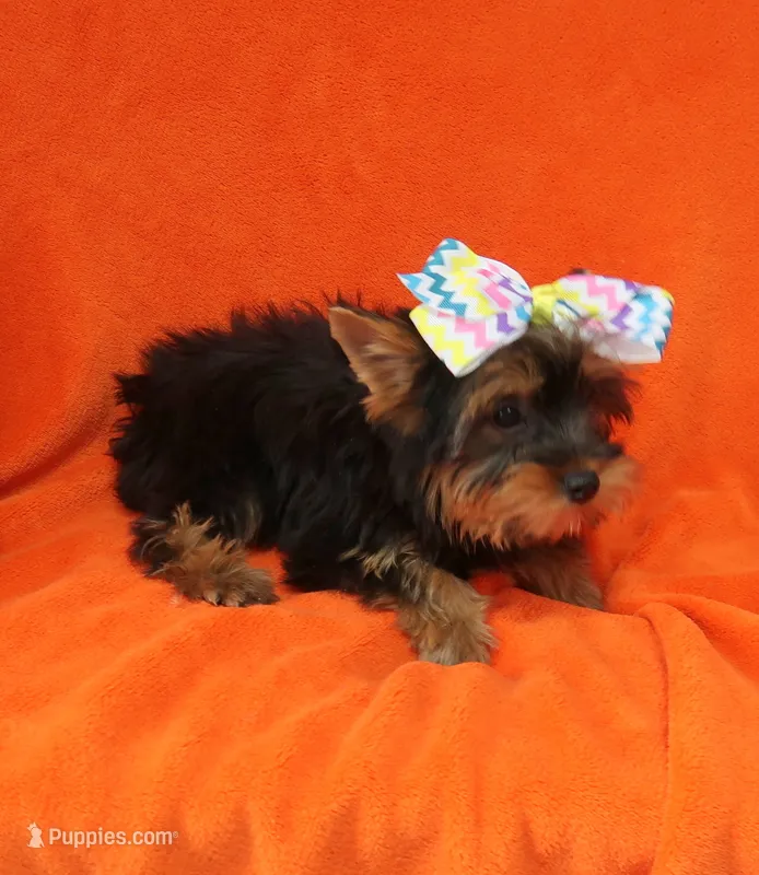 Toy size – Yorkshire Terrier puppy for sale in Springfield, KY