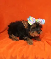 Toy size, a female Yorkshire Terrier for sale in Springfield, KY – 1 of 1