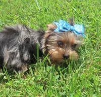 1 Bright Blue eye!, a female Yorkshire Terrier for sale in Springfield, KY – 1 of 4