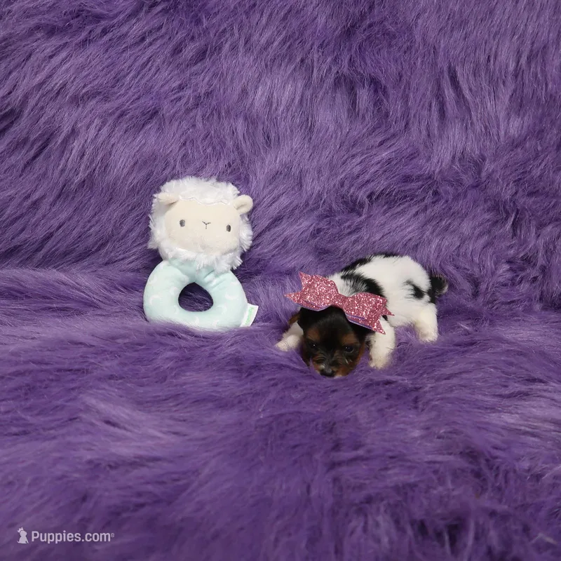 Tiny Covid Patri Female – Yorkshire Terrier puppy for sale in Springfield, KY