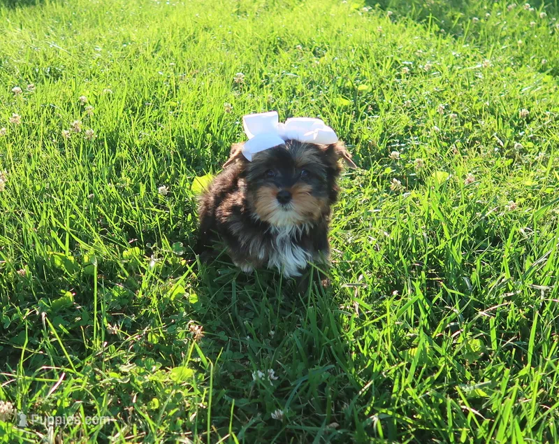 Blk/Tan/Wht – Yorkshire Terrier puppy for sale in Springfield, KY