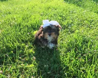 Blk/Tan/Wht, a female Yorkshire Terrier for sale in Springfield, KY – 1 of 1