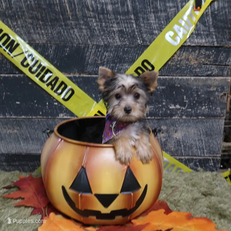Traditional Male – Yorkshire Terrier puppy for sale in Springfield, KY
